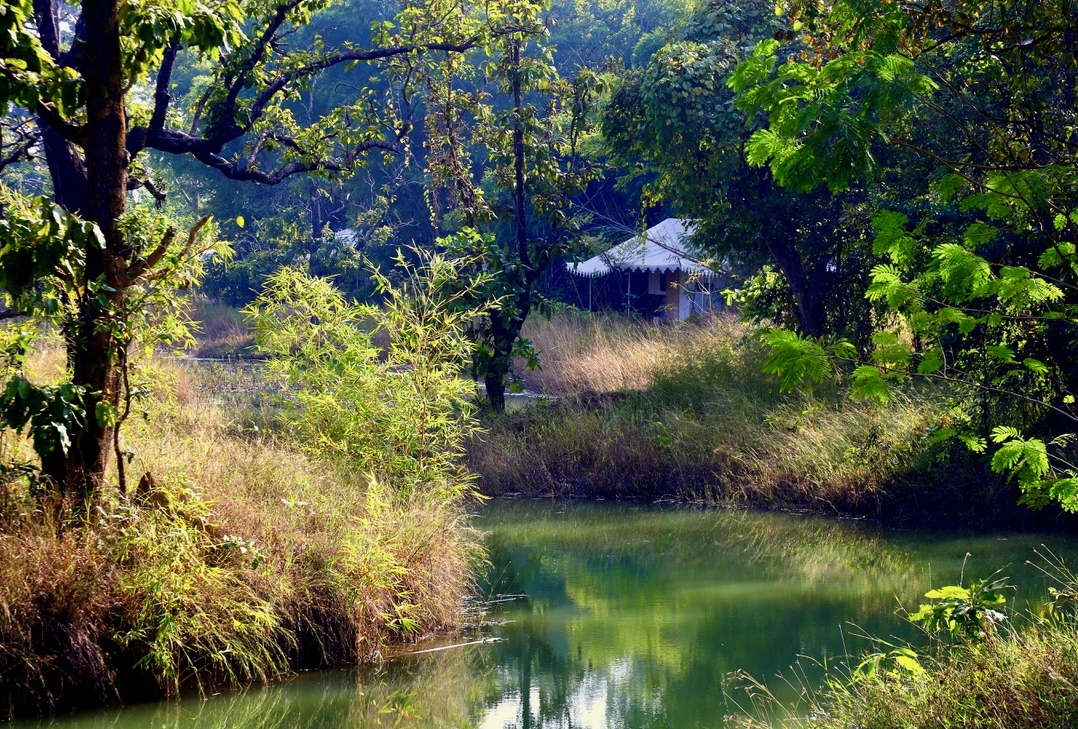 Safari à travers le Madhya Pradesh Faune