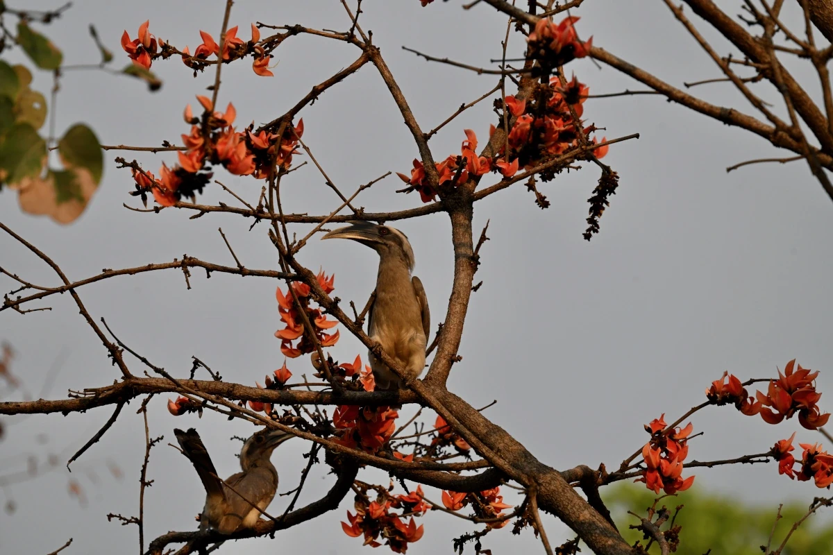 Safari aux tigres et circuit culturel en Inde