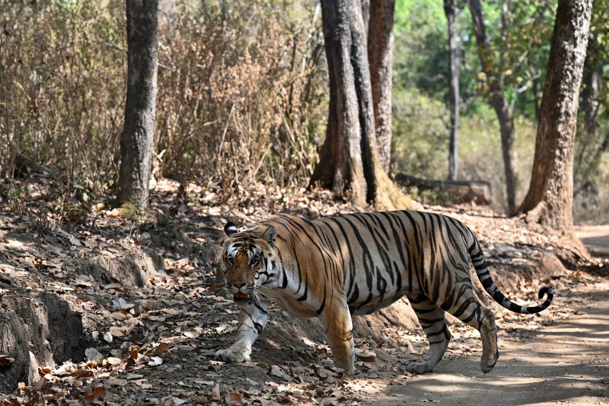 Safari aux tigres et circuit culturel en Inde