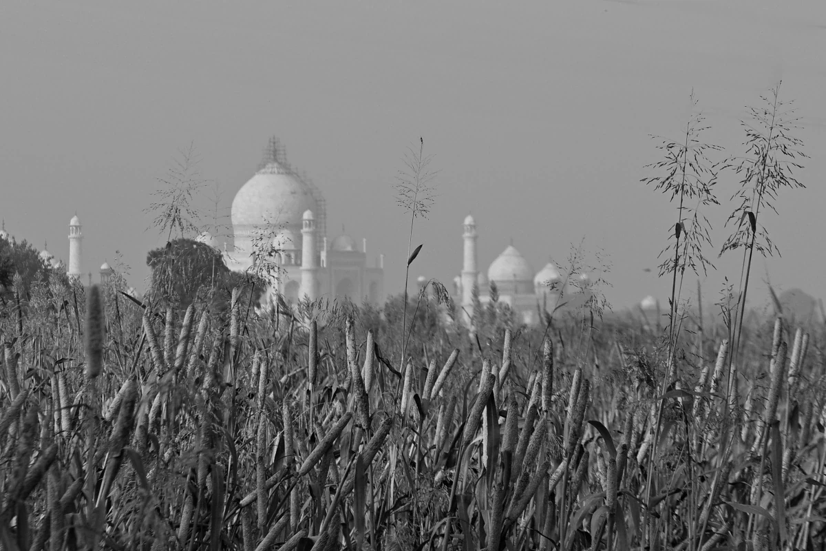 Safari aux tigres et circuit culturel en Inde