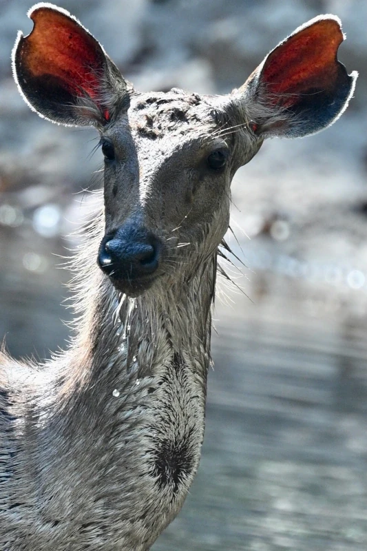 Safari aux tigres et circuit culturel en Inde