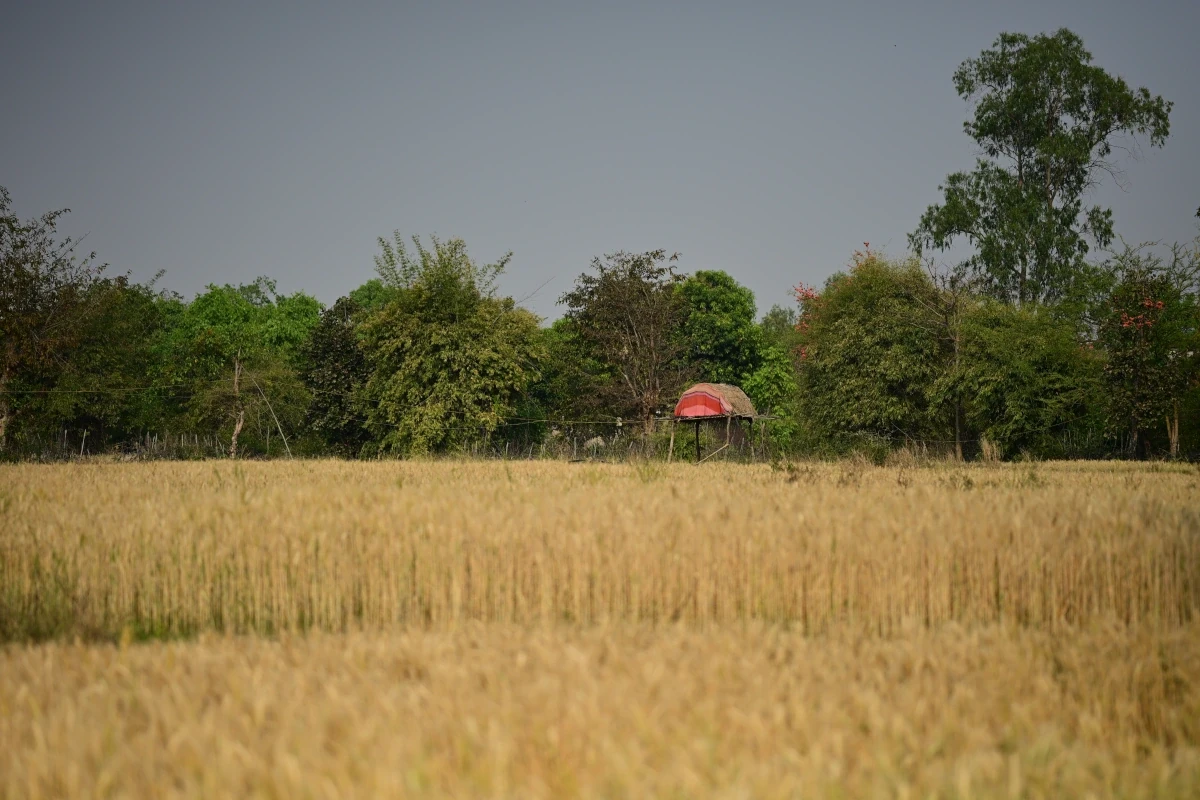 Safari aux tigres et circuit culturel en Inde