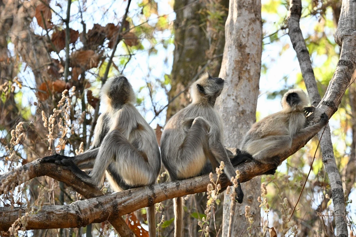 Safari aux tigres et circuit culturel en Inde