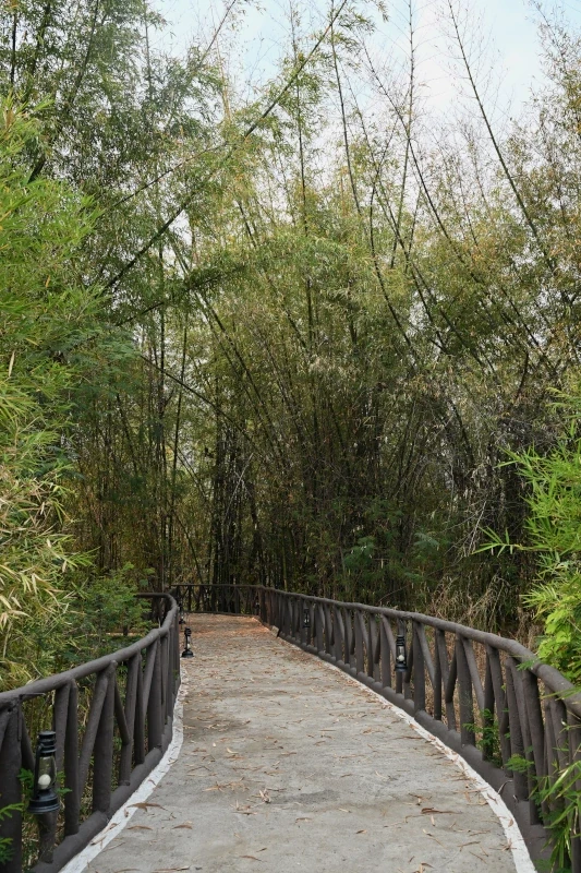 Safari aux tigres et circuit culturel en Inde